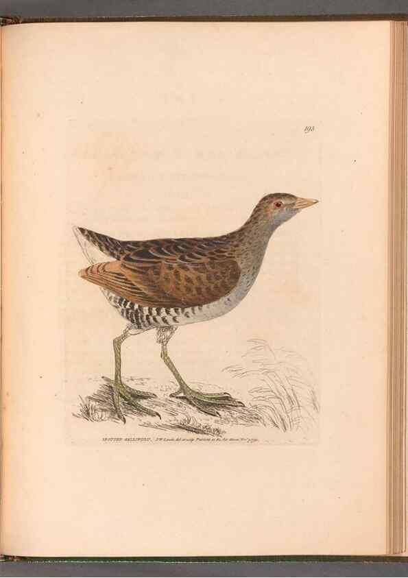 Reproducción/Reproduction 49055320591: The birds of Great Britain,. 1795-1801.. 