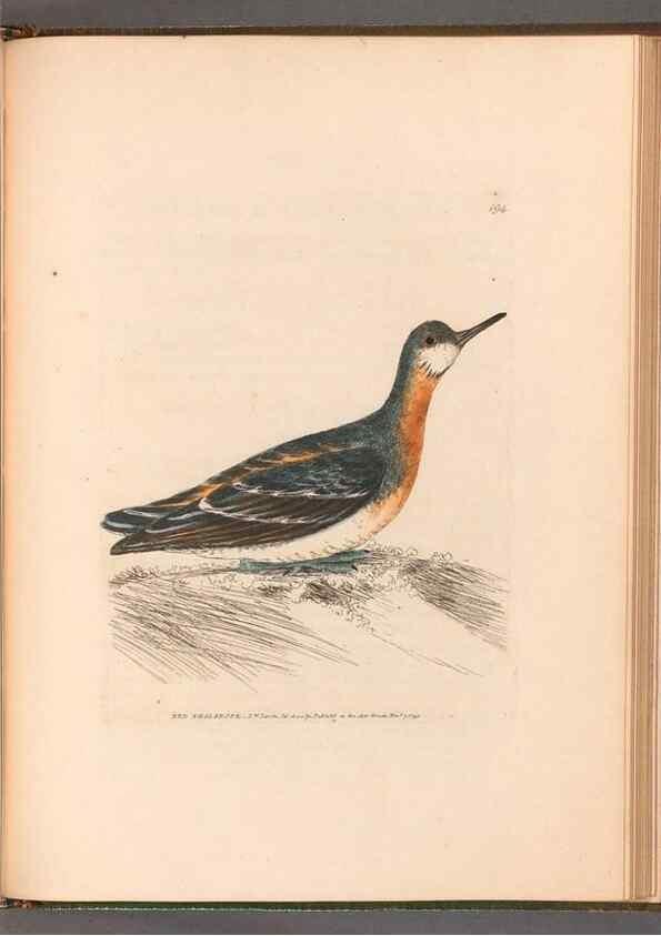 Reproducción/Reproduction 49055321011: The birds of Great Britain,. 1795-1801.. 