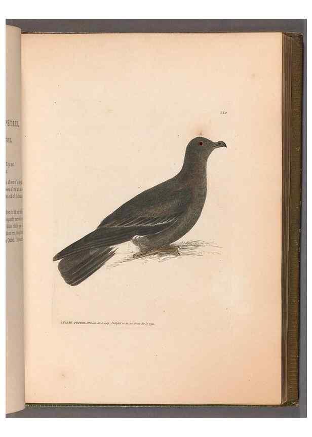 Reproducción/Reproduction 49054922398: The birds of Great Britain,. 1795-1801.. 