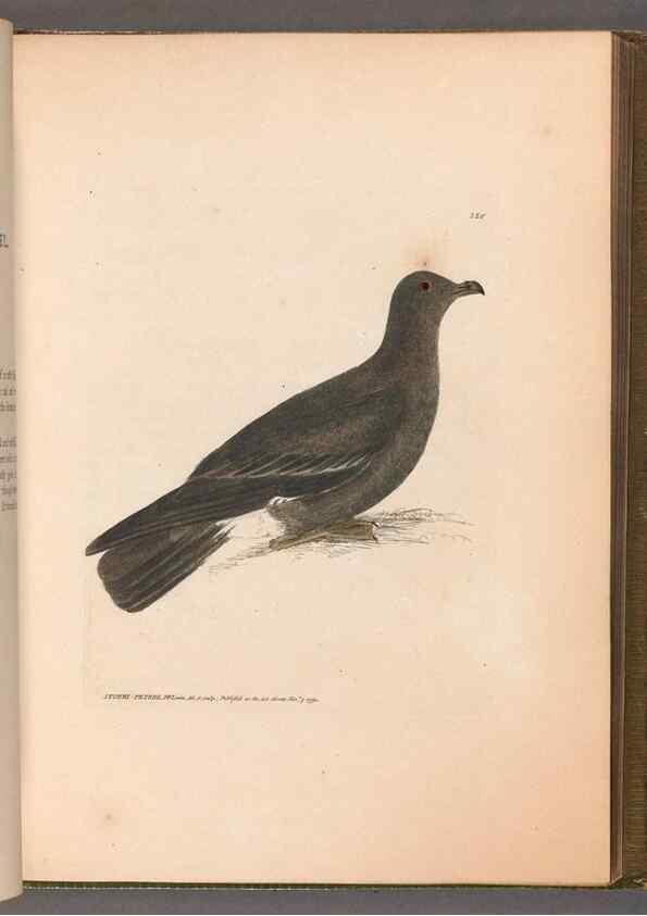 Reproducción/Reproduction 49054922398: The birds of Great Britain,. 1795-1801.. 
