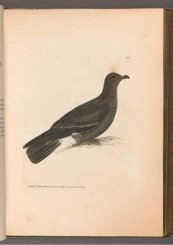 Reproducción/Reproduction 49054922398: The birds of Great Britain,. 1795-1801.. 