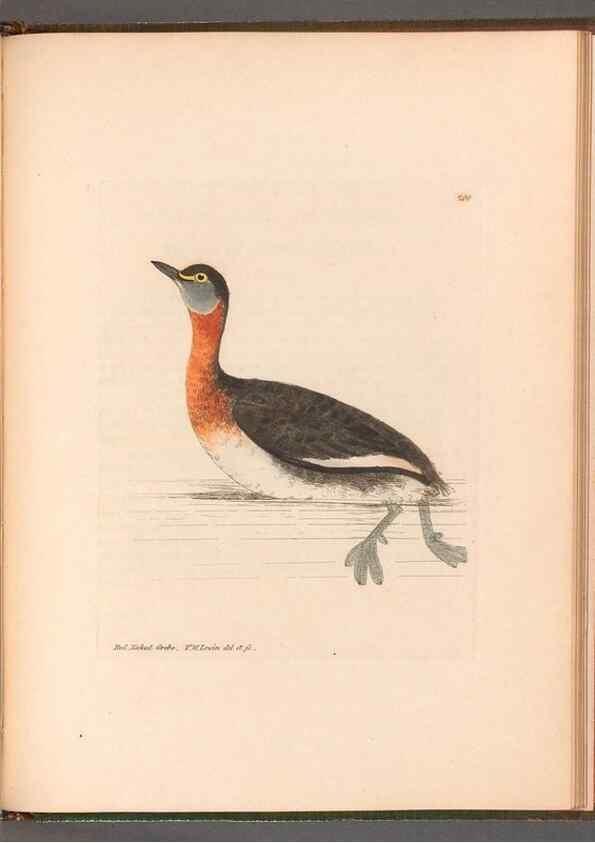 Reproducción/Reproduction 49054807308: The birds of Great Britain,. 1795-1801.. 