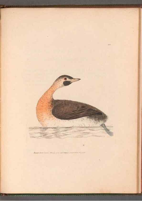 Reproducción/Reproduction 49054807893: The birds of Great Britain,. 1795-1801.. 