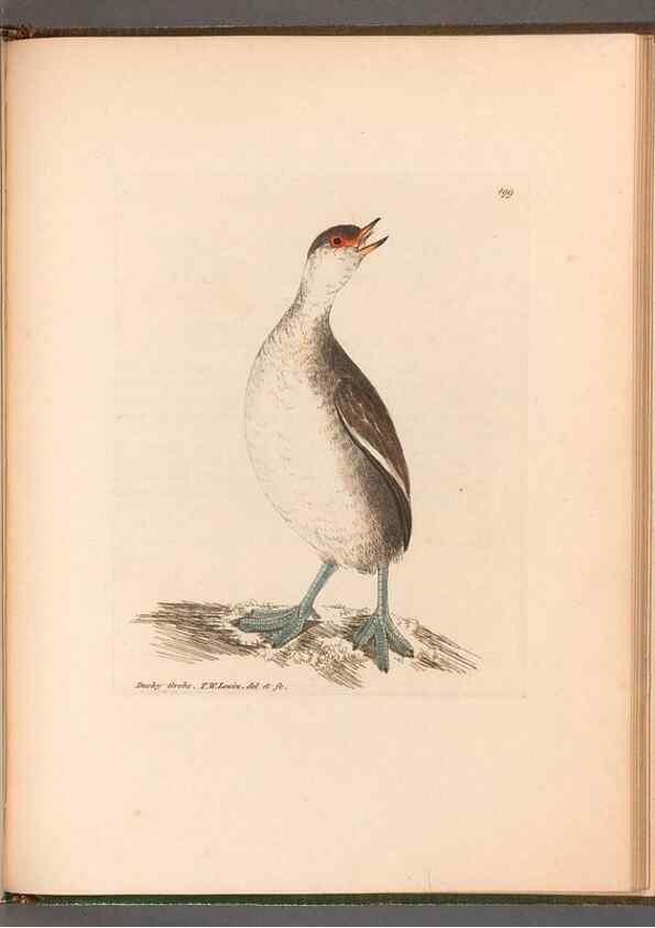 Reproducción/Reproduction 49054807008: The birds of Great Britain,. 1795-1801.. 