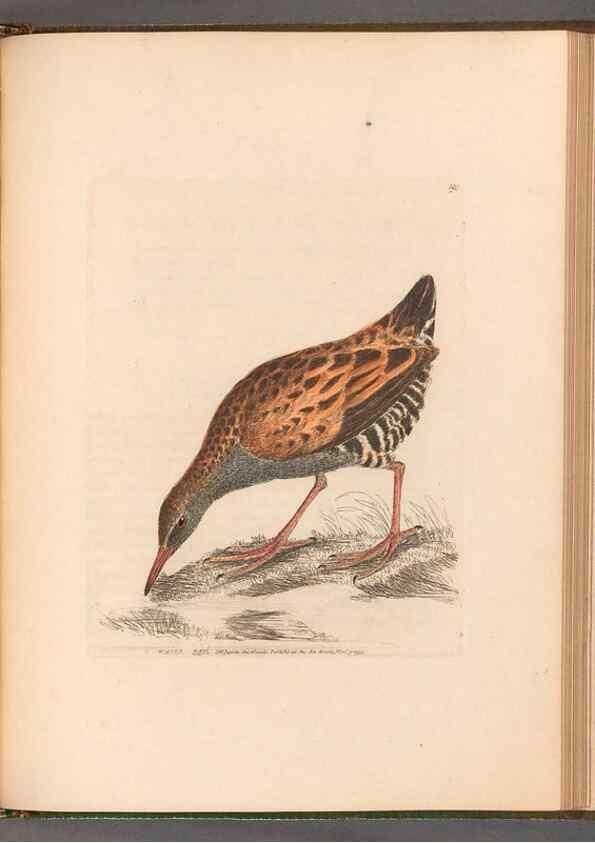 Reproducción/Reproduction 49054803938: The birds of Great Britain,. 1795-1801.. 