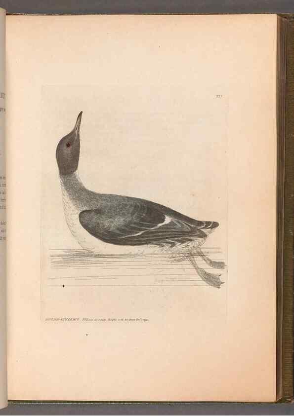 Reproducción/Reproduction 49054922638: The birds of Great Britain,. 1795-1801.. 