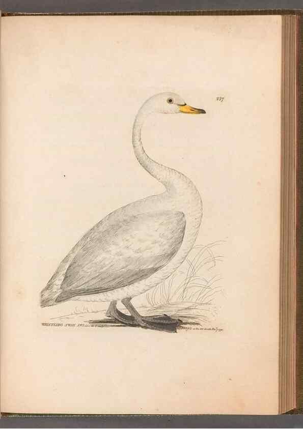Reproducción/Reproduction 49055681907: The birds of Great Britain,. 1795-1801.. 