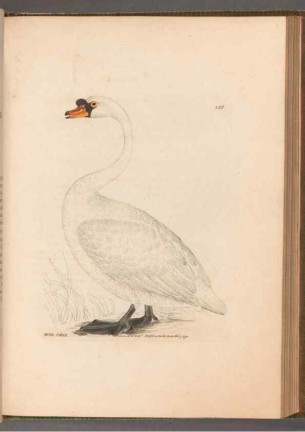 Reproducción/Reproduction 49055469111: The birds of Great Britain,. 1795-1801.. 