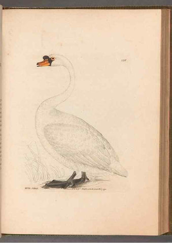 Reproducción/Reproduction 49055469111: The birds of Great Britain,. 1795-1801.. 