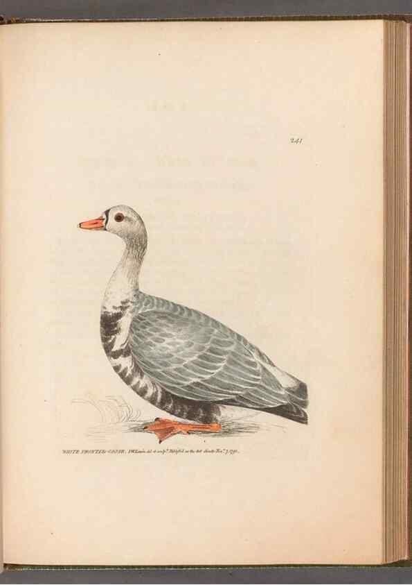 Reproducción/Reproduction 49055470046: The birds of Great Britain,. 1795-1801.. 