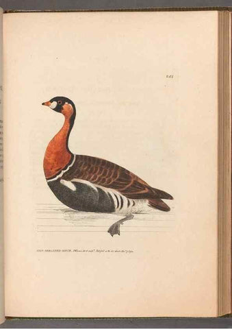Reproducción/Reproduction 49054954048: The birds of Great Britain,. 1795-1801.. 
