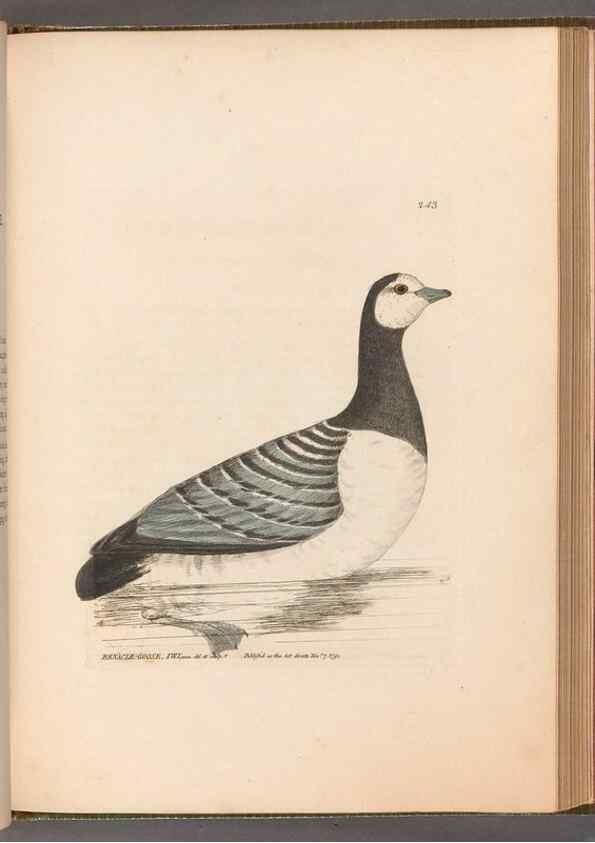 Reproducción/Reproduction 49055502876: The birds of Great Britain,. 1795-1801.. 