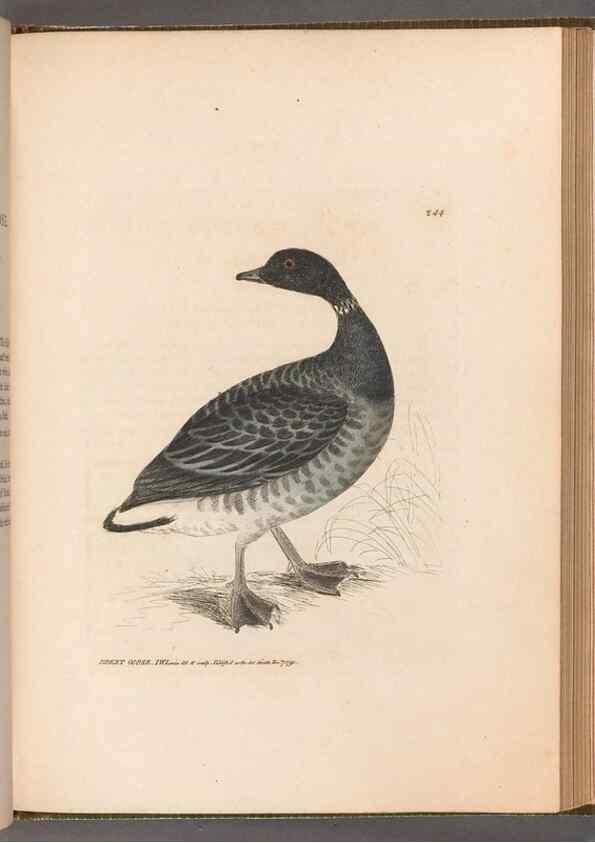 Reproducción/Reproduction 49055716702: The birds of Great Britain,. 1795-1801.. 