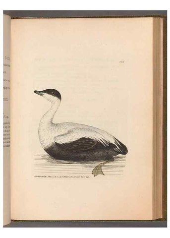 Reproducción/Reproduction 49054987698: The birds of Great Britain,. 1795-1801.. 