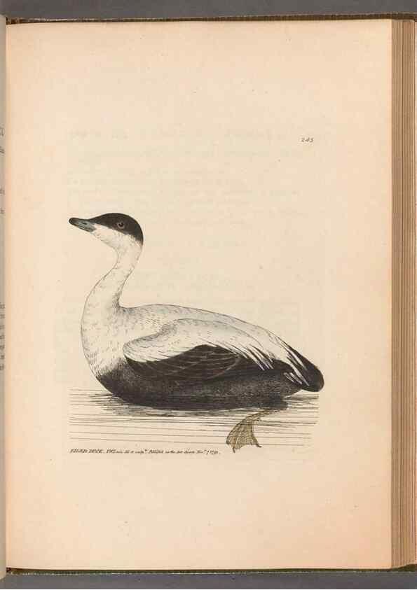Reproducción/Reproduction 49054987698: The birds of Great Britain,. 1795-1801.. 