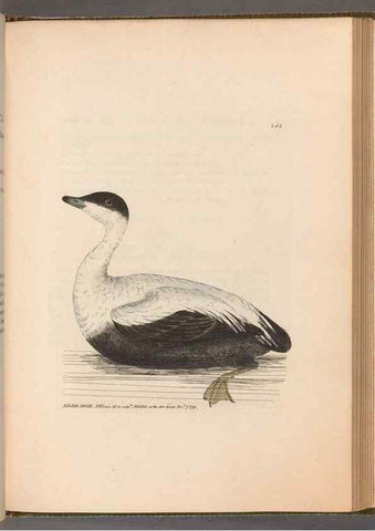 Reproducción/Reproduction 49054987698: The birds of Great Britain,. 1795-1801.. 