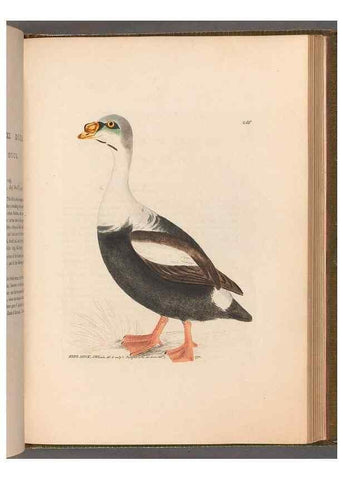 Reproducción/Reproduction 49054988288: The birds of Great Britain,. 1795-1801.. 