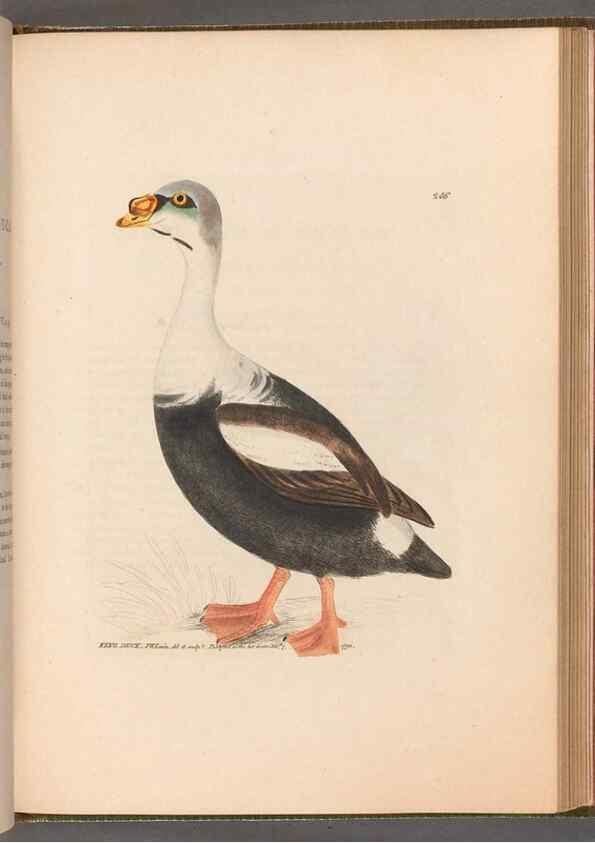 Reproducción/Reproduction 49054988288: The birds of Great Britain,. 1795-1801.. 
