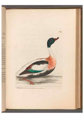Reproducción/Reproduction 49055504801: The birds of Great Britain,. 1795-1801.. 
