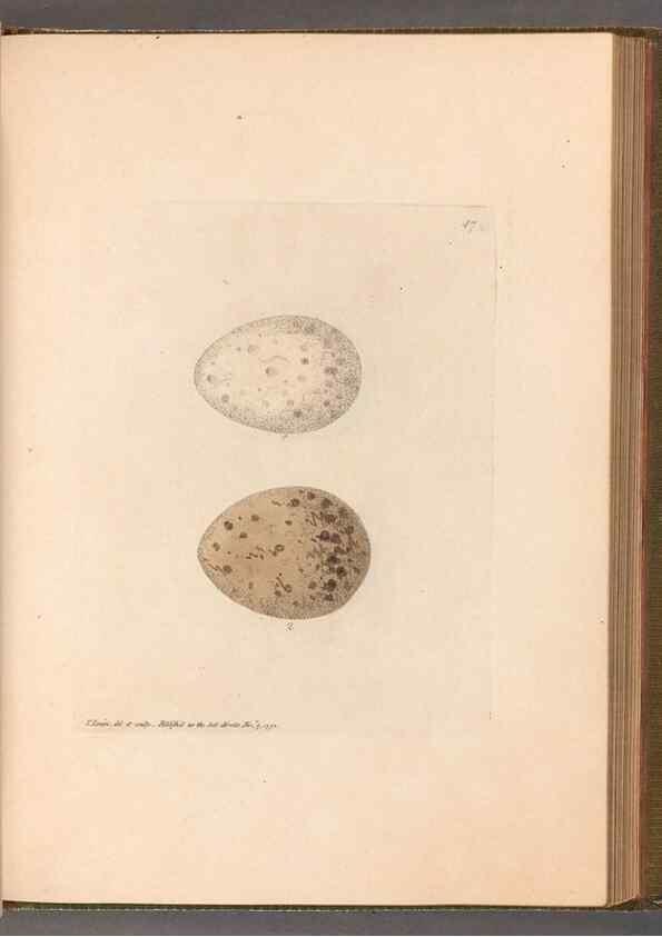 Reproducción/Reproduction 49055655857: The birds of Great Britain,. 1795-1801.. 