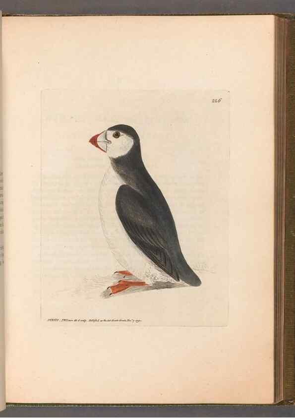 Reproducción/Reproduction 49054923823: The birds of Great Britain,. 1795-1801.. 