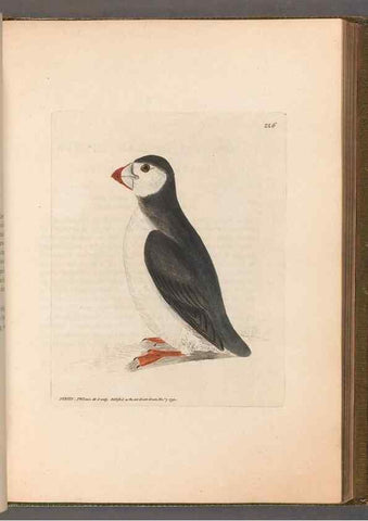 Reproducción/Reproduction 49054923823: The birds of Great Britain,. 1795-1801.. 