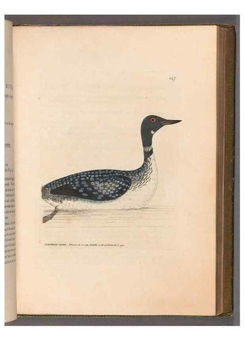 Reproducción/Reproduction 49055439536: The birds of Great Britain,. 1795-1801.. 