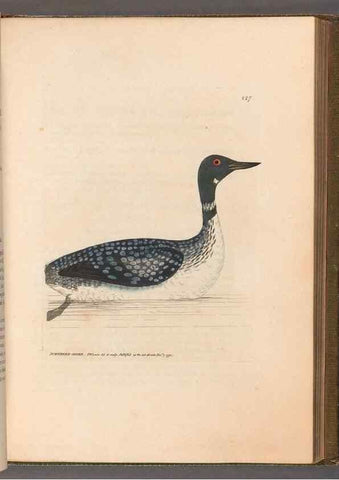 Reproducción/Reproduction 49055439536: The birds of Great Britain,. 1795-1801.. 