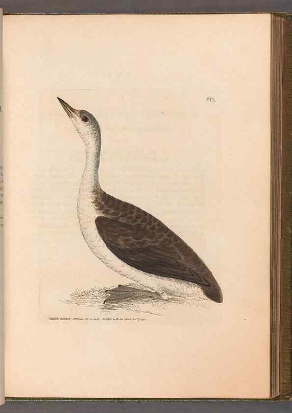Reproducción/Reproduction 49054924343: The birds of Great Britain,. 1795-1801.. 
