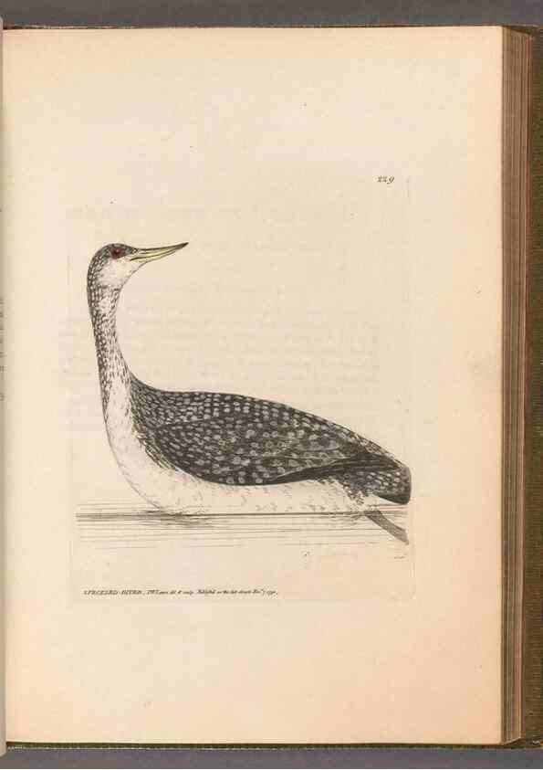 Reproducción/Reproduction 49055440211: The birds of Great Britain,. 1795-1801.. 