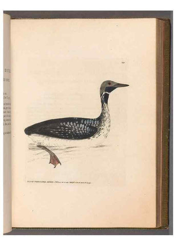 Reproducción/Reproduction 49055440611: The birds of Great Britain,. 1795-1801.. 