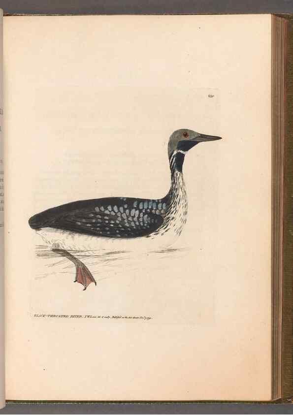 Reproducción/Reproduction 49055440611: The birds of Great Britain,. 1795-1801.. 