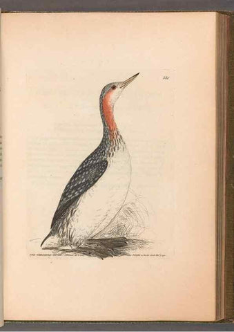 Reproducción/Reproduction 49055652927: The birds of Great Britain,. 1795-1801.. 