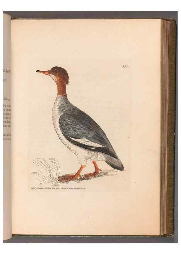 Reproducción/Reproduction 49055653522: The birds of Great Britain,. 1795-1801.. 