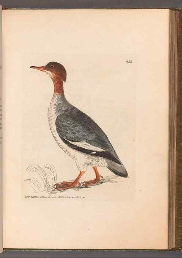Reproducción/Reproduction 49055653522: The birds of Great Britain,. 1795-1801.. 