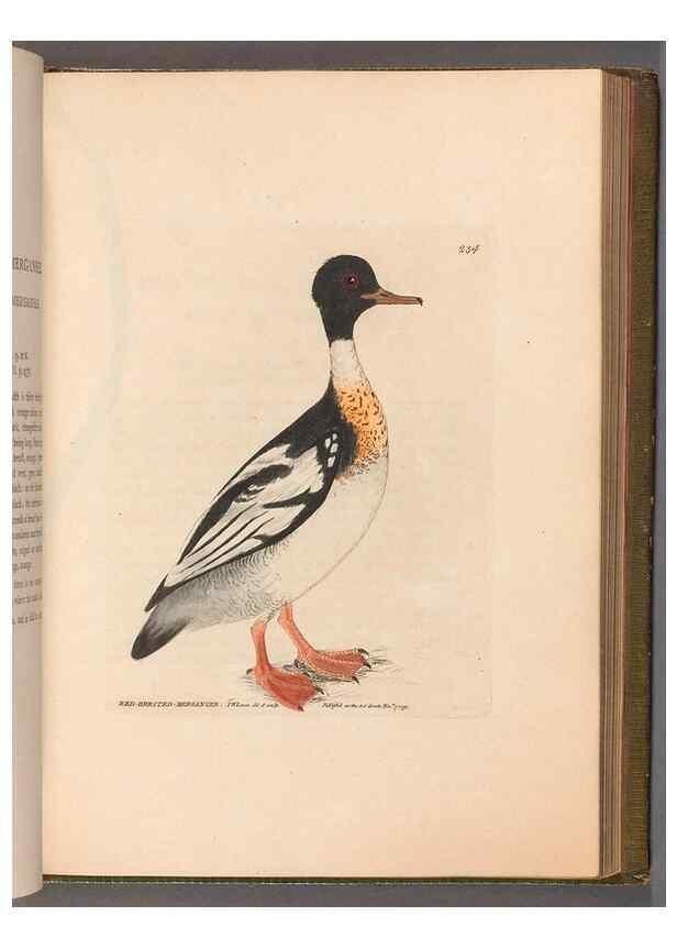 Reproducción/Reproduction 49055653907: The birds of Great Britain,. 1795-1801.. 