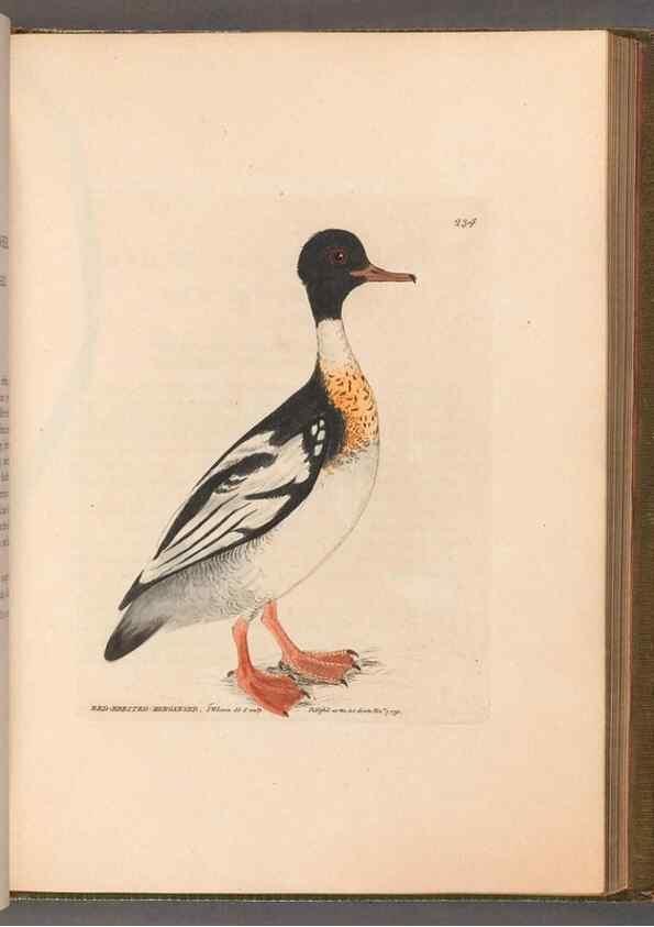 Reproducción/Reproduction 49055653907: The birds of Great Britain,. 1795-1801.. 