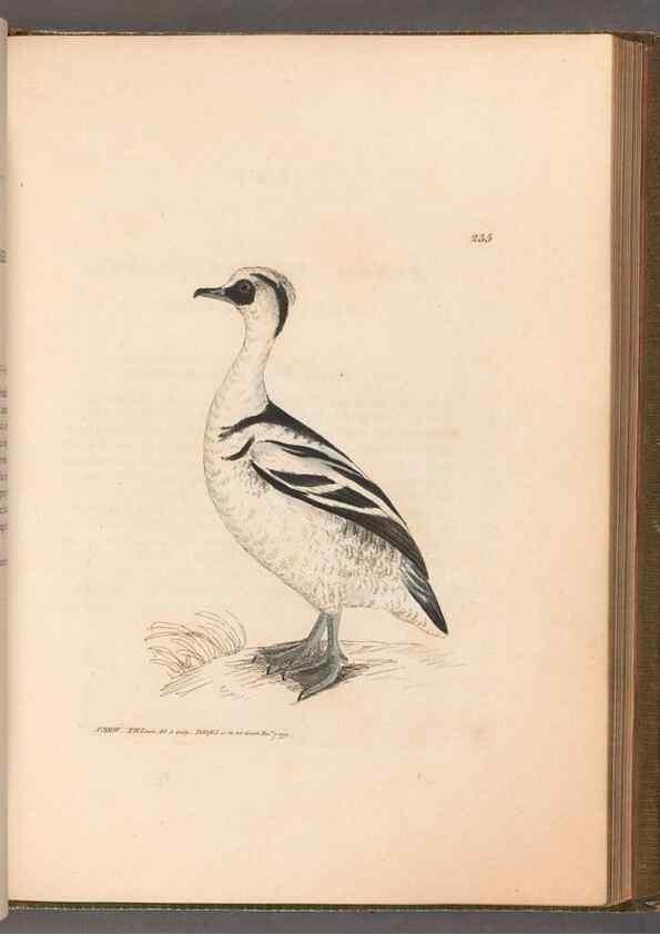 Reproducción/Reproduction 49055441871: The birds of Great Britain,. 1795-1801.. 