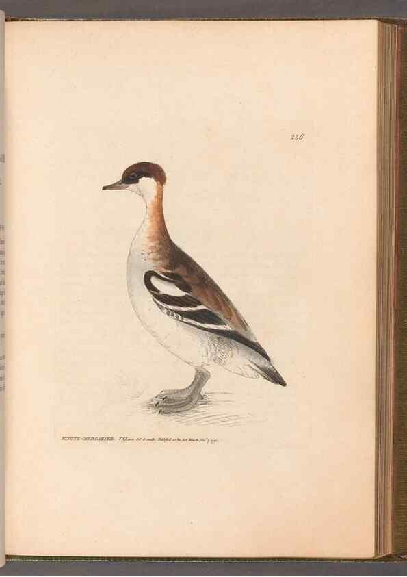 Reproducción/Reproduction 49055442266: The birds of Great Britain,. 1795-1801.. 