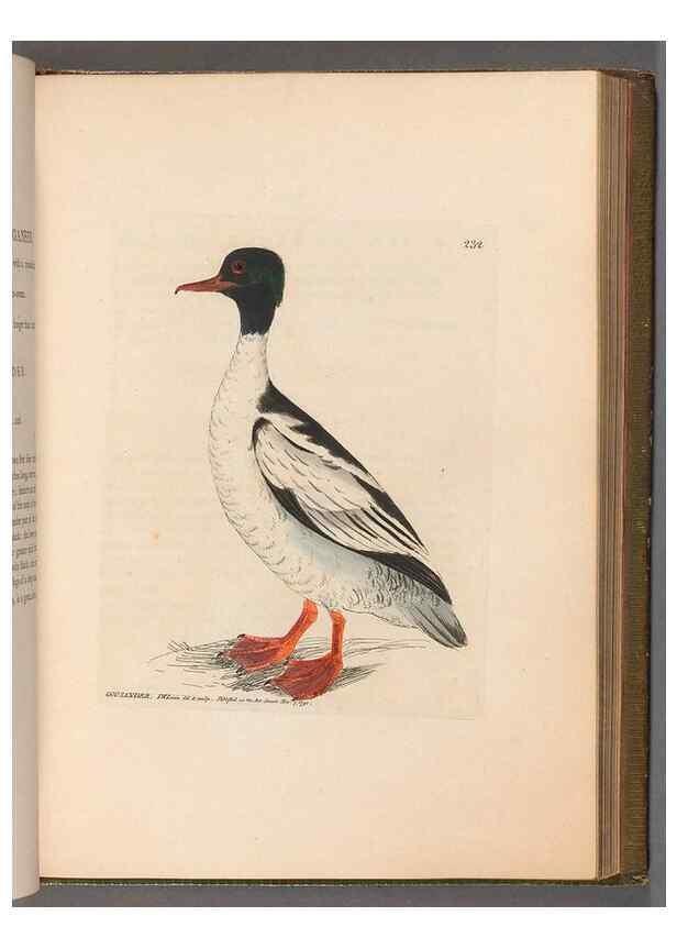 Reproducción/Reproduction 49055653197: The birds of Great Britain,. 1795-1801.. 