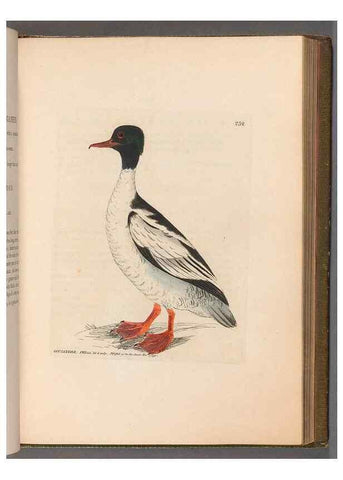 Reproducción/Reproduction 49055653197: The birds of Great Britain,. 1795-1801.. 