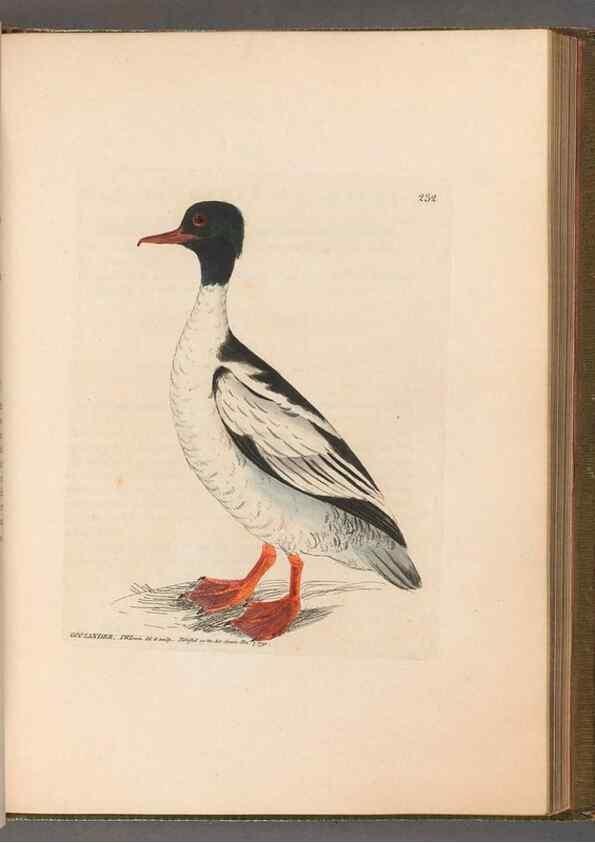 Reproducción/Reproduction 49055653197: The birds of Great Britain,. 1795-1801.. 