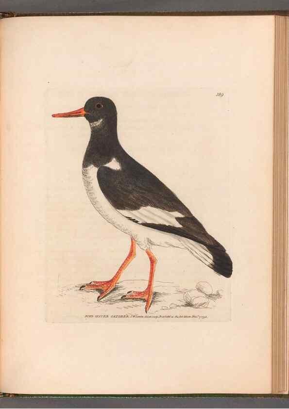 Reproducción/Reproduction 49055319201: The birds of Great Britain,. 1795-1801.. 