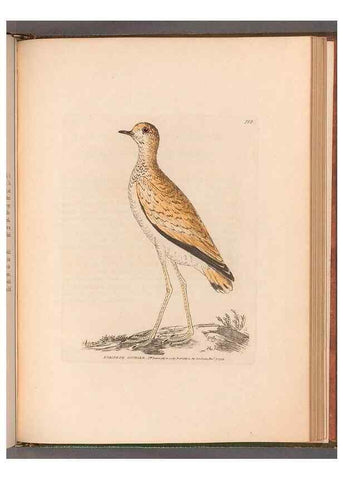 Reproducción/Reproduction 49055531227: The birds of Great Britain,. 1795-1801.. 