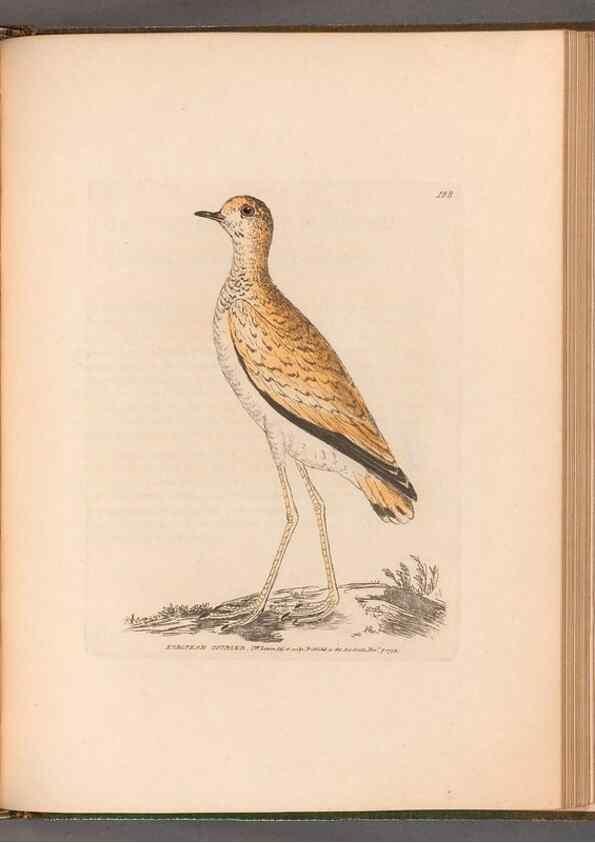 Reproducción/Reproduction 49055531227: The birds of Great Britain,. 1795-1801.. 