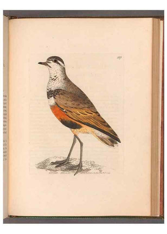 Reproducción/Reproduction 49055530912: The birds of Great Britain,. 1795-1801.. 