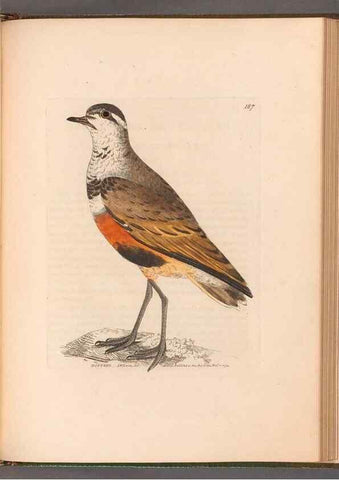 Reproducción/Reproduction 49055530912: The birds of Great Britain,. 1795-1801.. 