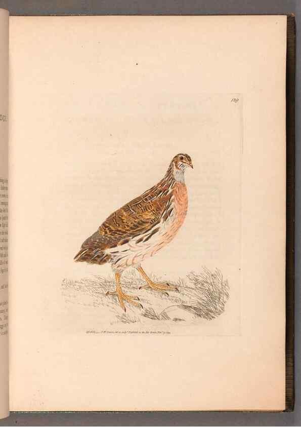 Reproducción/Reproduction 49054760028: The birds of Great Britain,. 1795-1801.. 