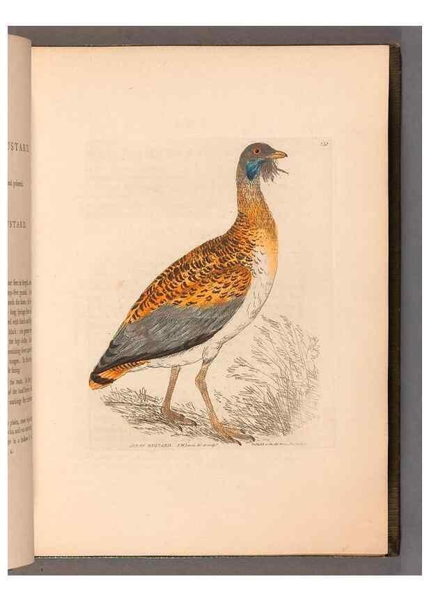 Reproducción/Reproduction 49055489282: The birds of Great Britain,. 1795-1801.. 