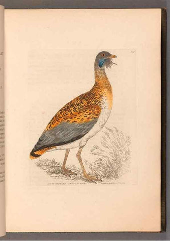 Reproducción/Reproduction 49055489282: The birds of Great Britain,. 1795-1801.. 